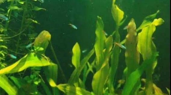水草能净化水质吗？鱼缸里的水草怎么养长得好