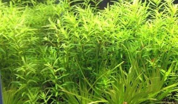 水草能净化水质吗？鱼缸里的水草怎么养长得好
